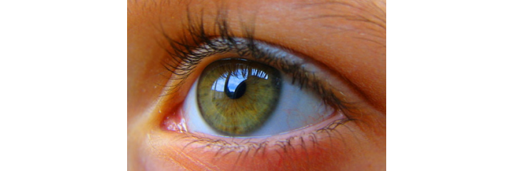 Sistema ocular